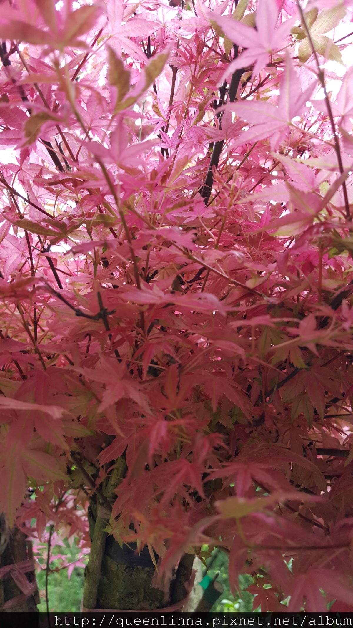 20150418_083837.jpg 20150418_083837.jpg