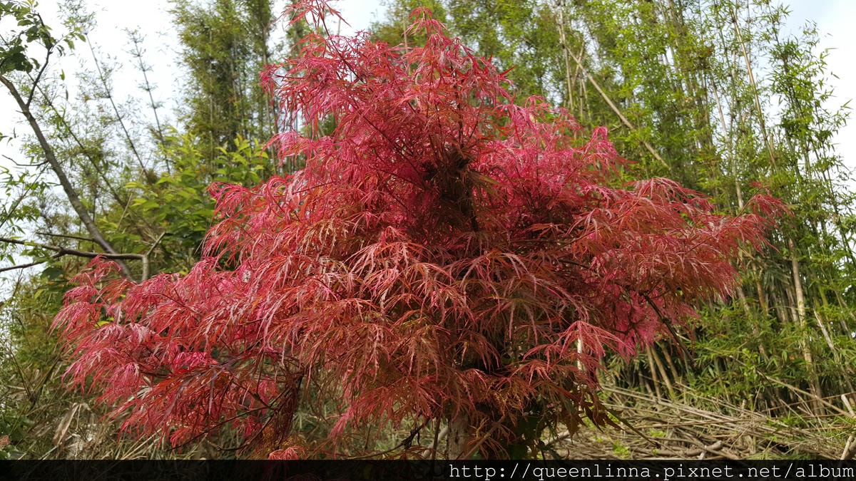 20150418_084804.jpg 20150418_084804.jpg