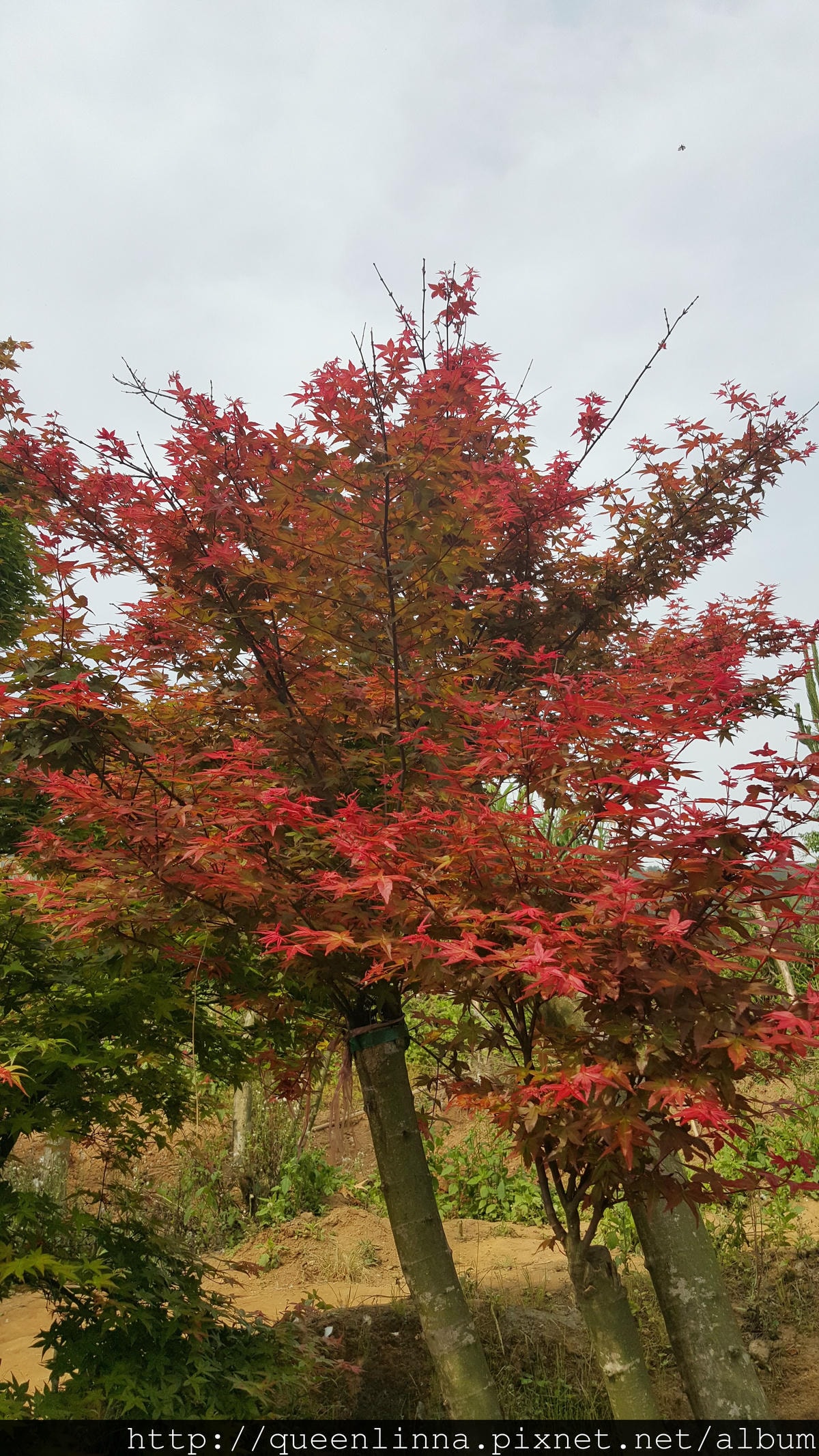 20150418_085249.jpg 20150418_085249.jpg