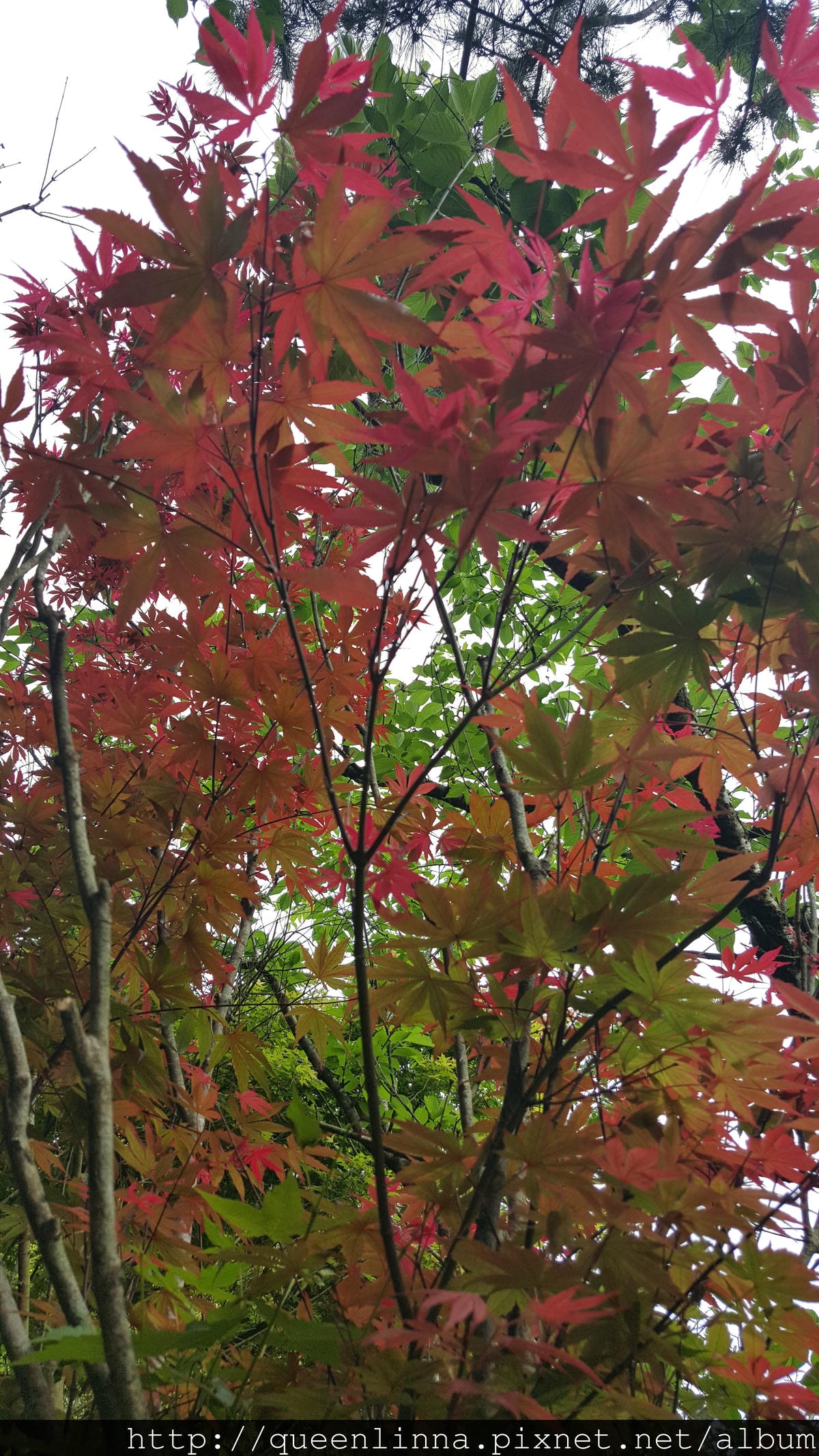 20150418_085803.jpg 20150418_085803.jpg