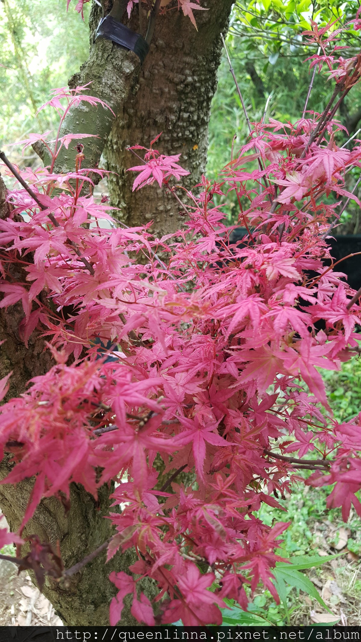 20150418_083824.jpg 20150418_083824.jpg