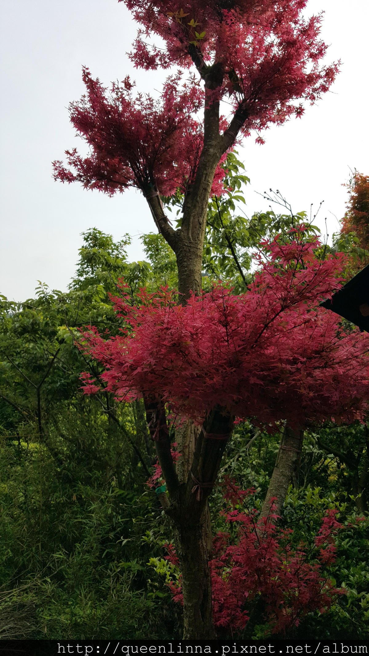 20150418_083808.jpg 20150418_083808.jpg