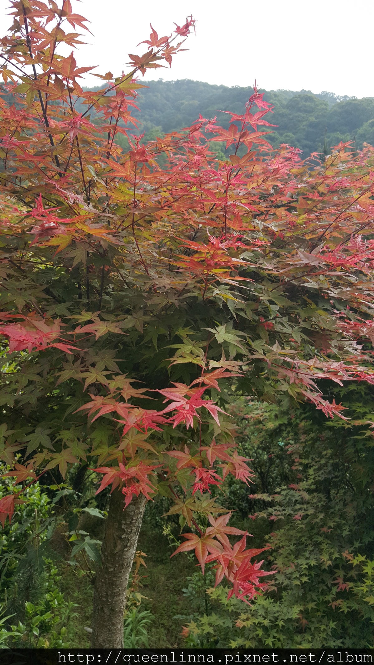 20150418_085606.jpg 20150418_085606.jpg