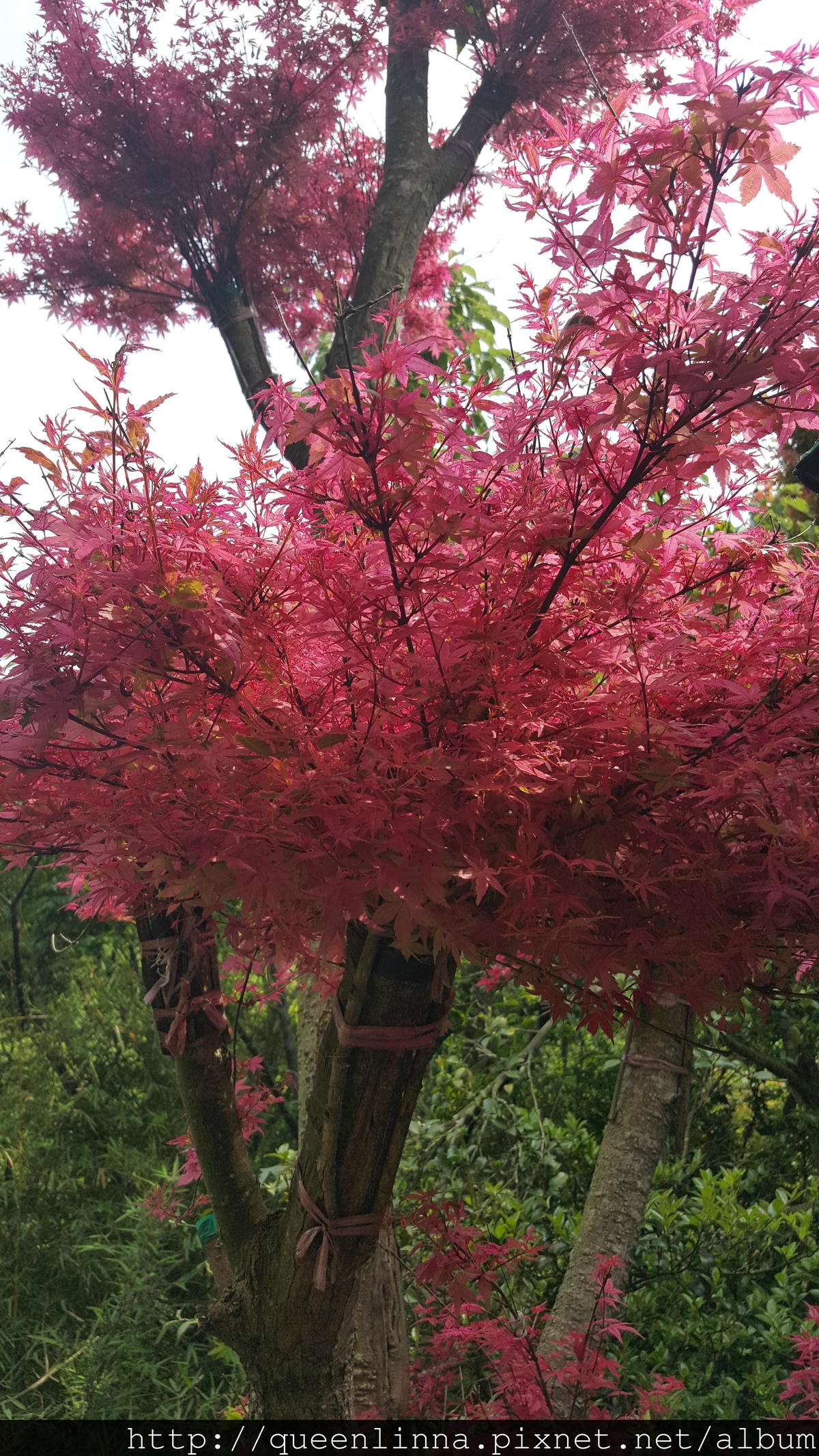 20150418_091249.jpg 20150418_091249.jpg