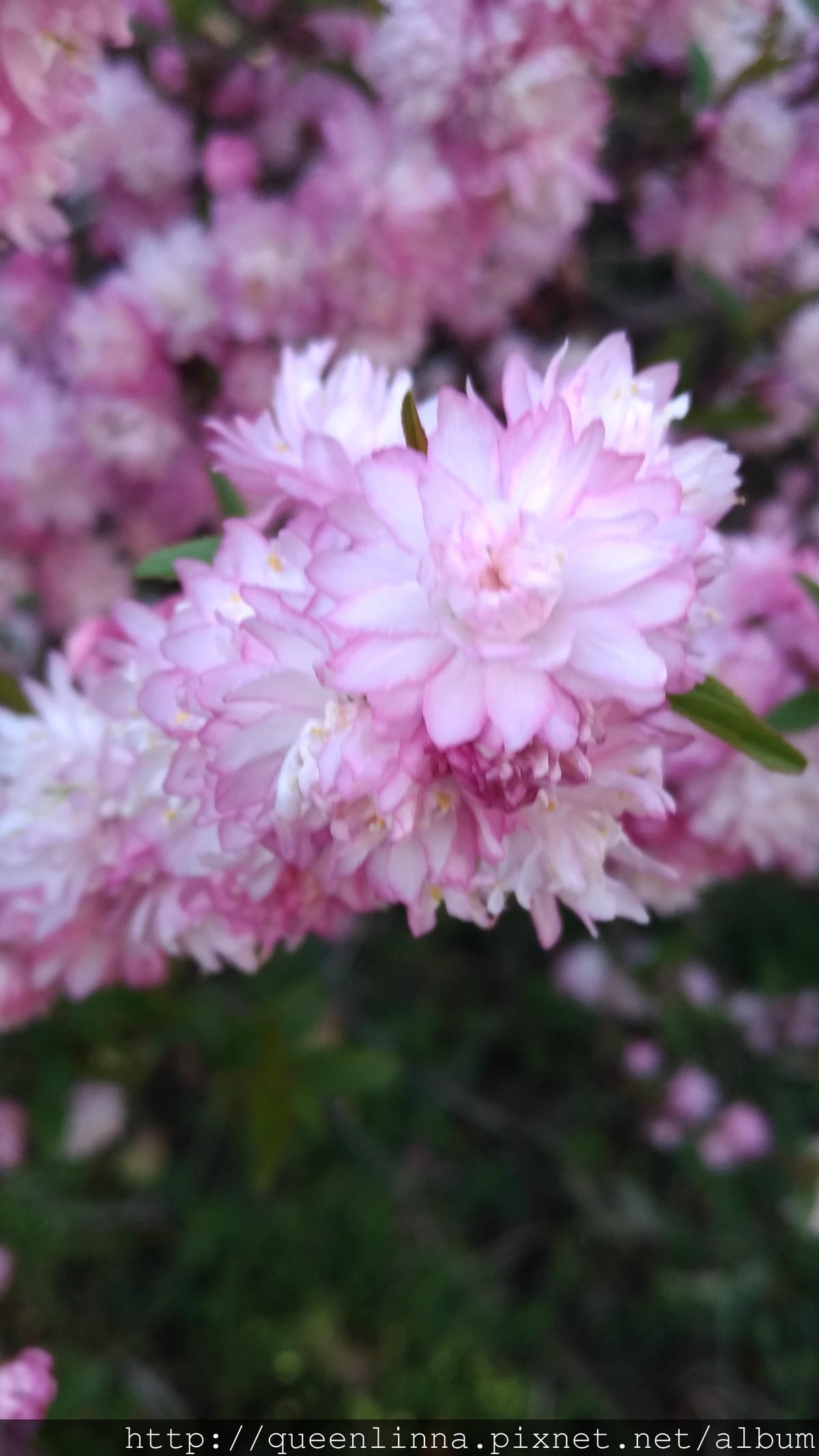 P_20180421_162949_vHDR_Auto.jpg P_20180421_162949_vHDR_Auto.jpg