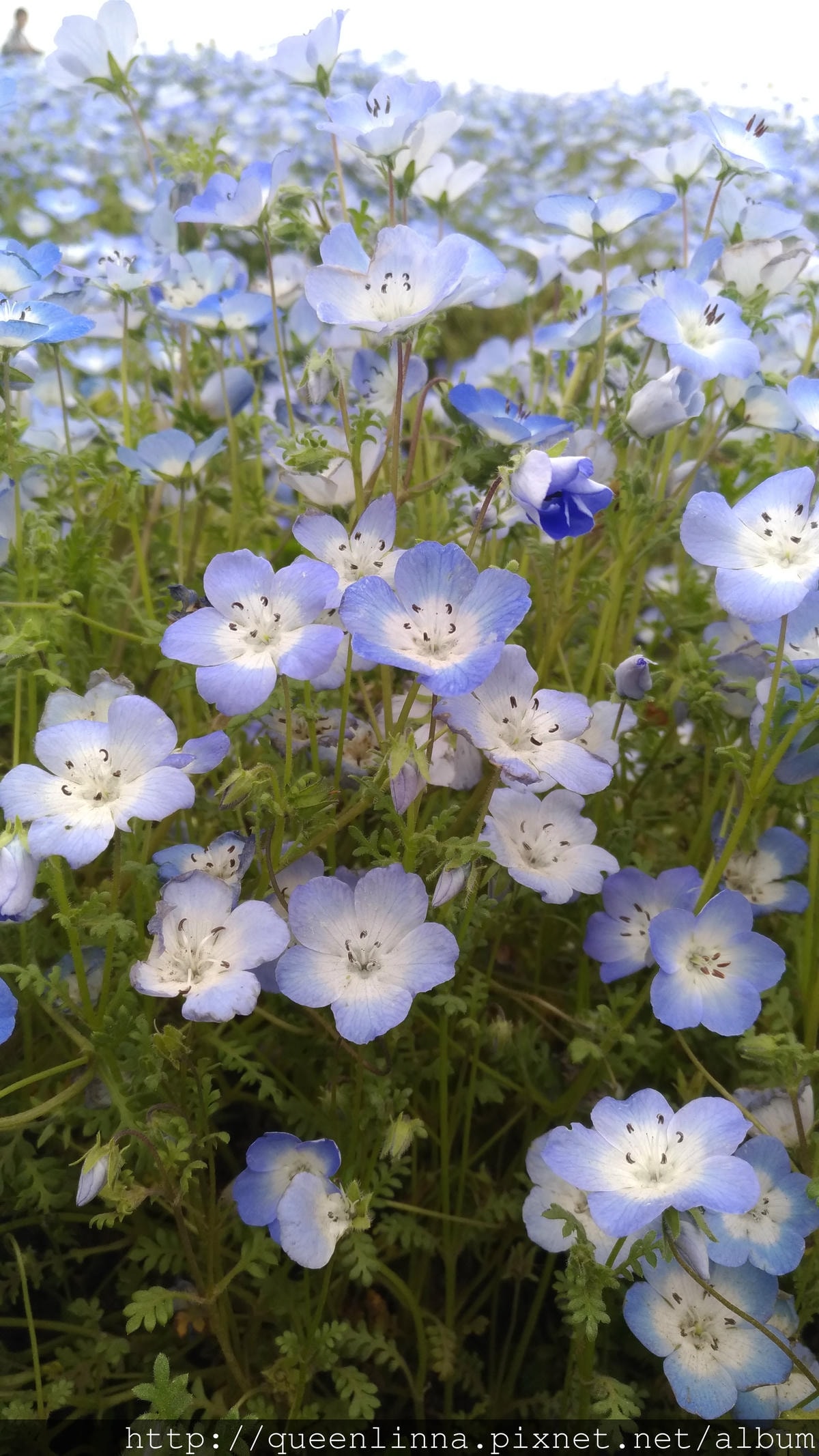 P_20180424_105208_vHDR_Auto.jpg P_20180424_105208_vHDR_Auto.jpg