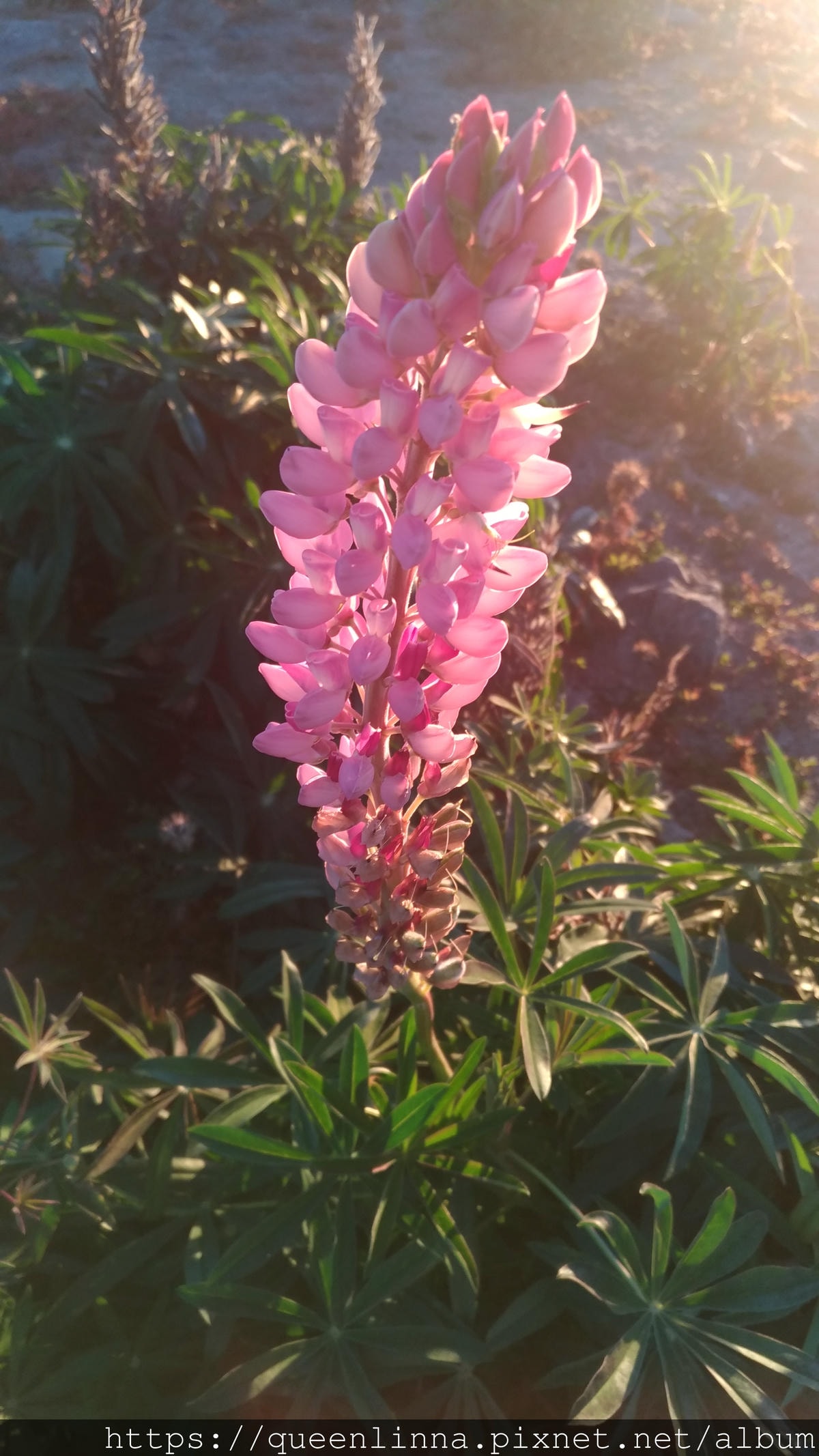 P_20190408_175929_vHDR_Auto.jpg P_20190408_175929_vHDR_Auto.jpg