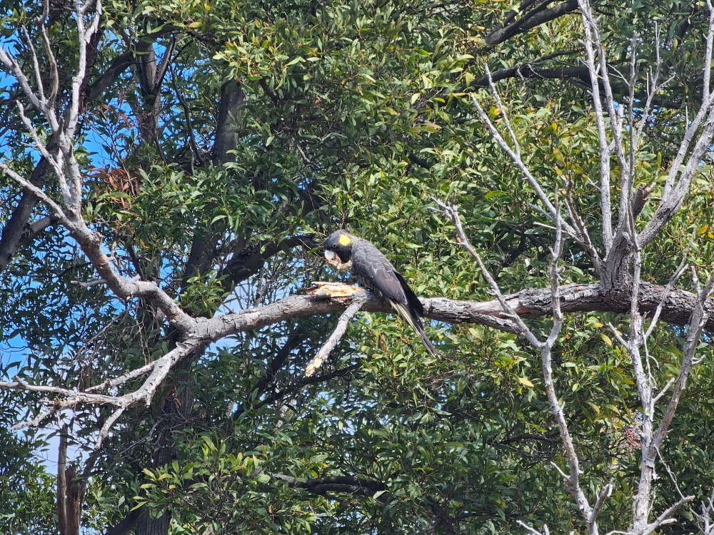 202511浪跡天涯@Tasmania-瑪麗亞島國家公園 Maria Island
