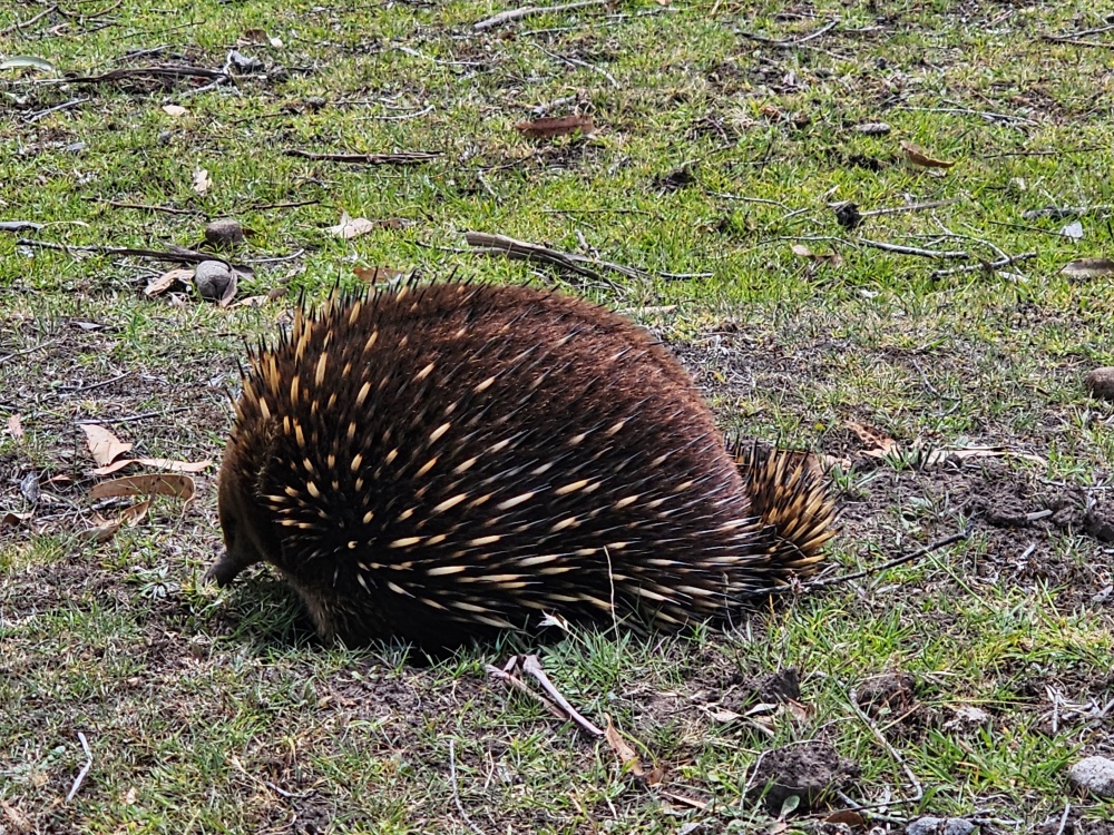 202511浪跡天涯@Tasmania-瑪麗亞島國家公園 Maria Island