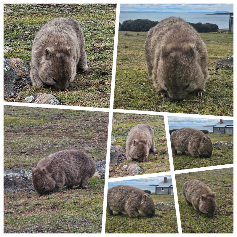 202511浪跡天涯@Tasmania-瑪麗亞島國家公園 Maria Island