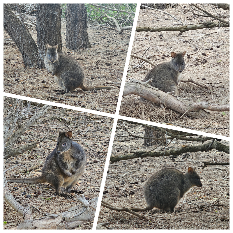 202511浪跡天涯@Tasmania-瑪麗亞島國家公園 Maria Island