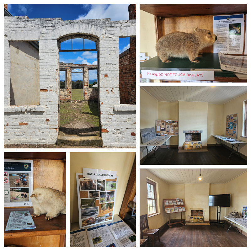 202511浪跡天涯@Tasmania-瑪麗亞島國家公園 Maria Island