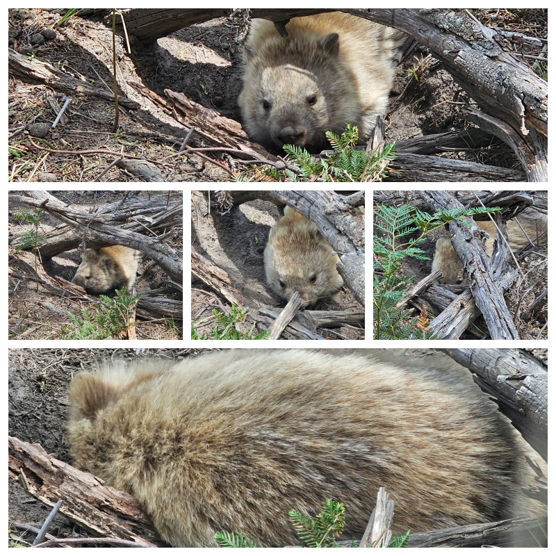 202511浪跡天涯@Tasmania-瑪麗亞島國家公園 Maria Island