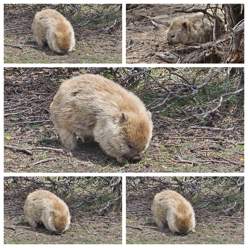 202511浪跡天涯@Tasmania-瑪麗亞島國家公園 Maria Island