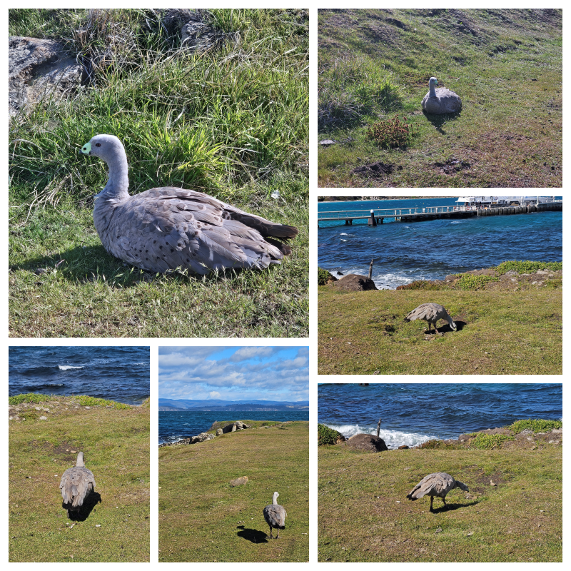 202511浪跡天涯@Tasmania-瑪麗亞島國家公園 Maria Island