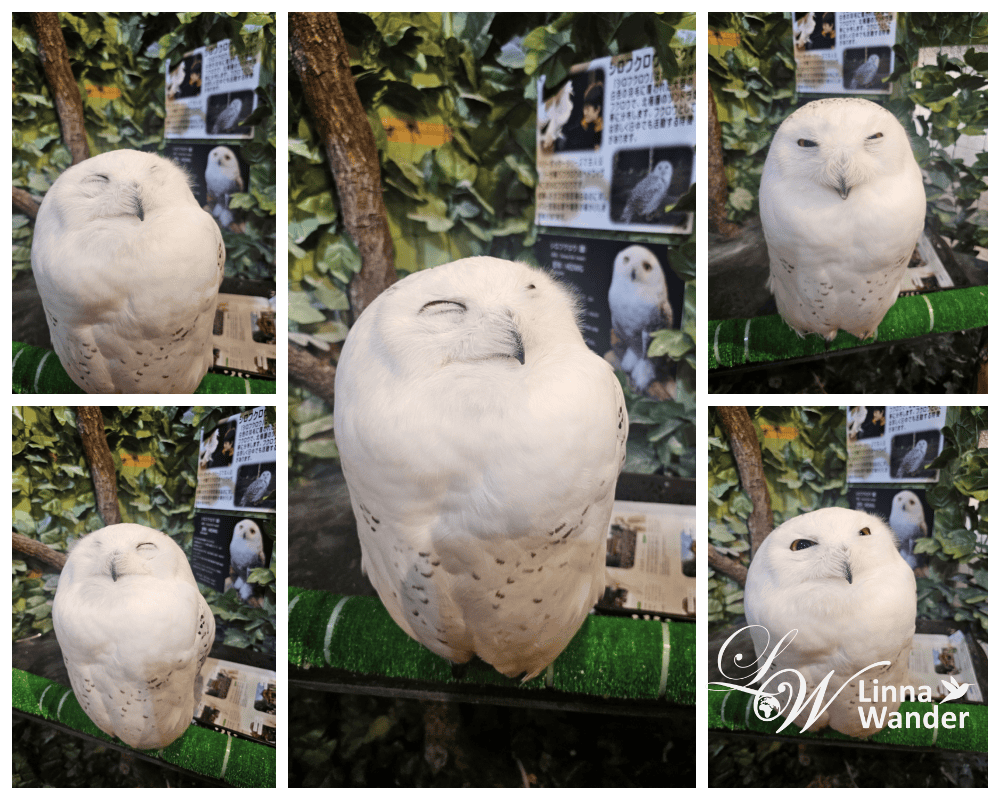 萌萌貓頭鷹體驗-京都貓頭鷹之森(京都のフクロウの森) - 第10張圖 萌萌貓頭鷹體驗-京都貓頭鷹之森(京都のフクロウの森)