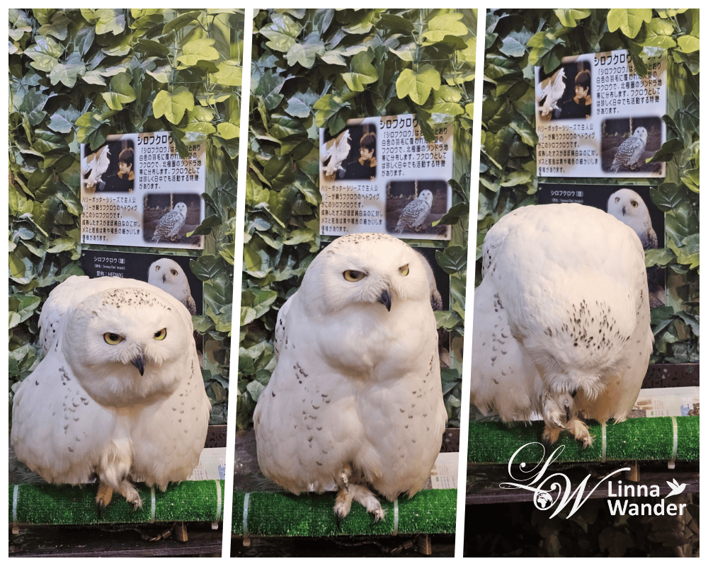萌萌貓頭鷹體驗-京都貓頭鷹之森(京都のフクロウの森) - 第11張圖 萌萌貓頭鷹體驗-京都貓頭鷹之森(京都のフクロウの森)