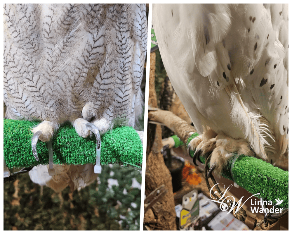 萌萌貓頭鷹體驗-京都貓頭鷹之森(京都のフクロウの森) - 第12張圖 萌萌貓頭鷹體驗-京都貓頭鷹之森(京都のフクロウの森)