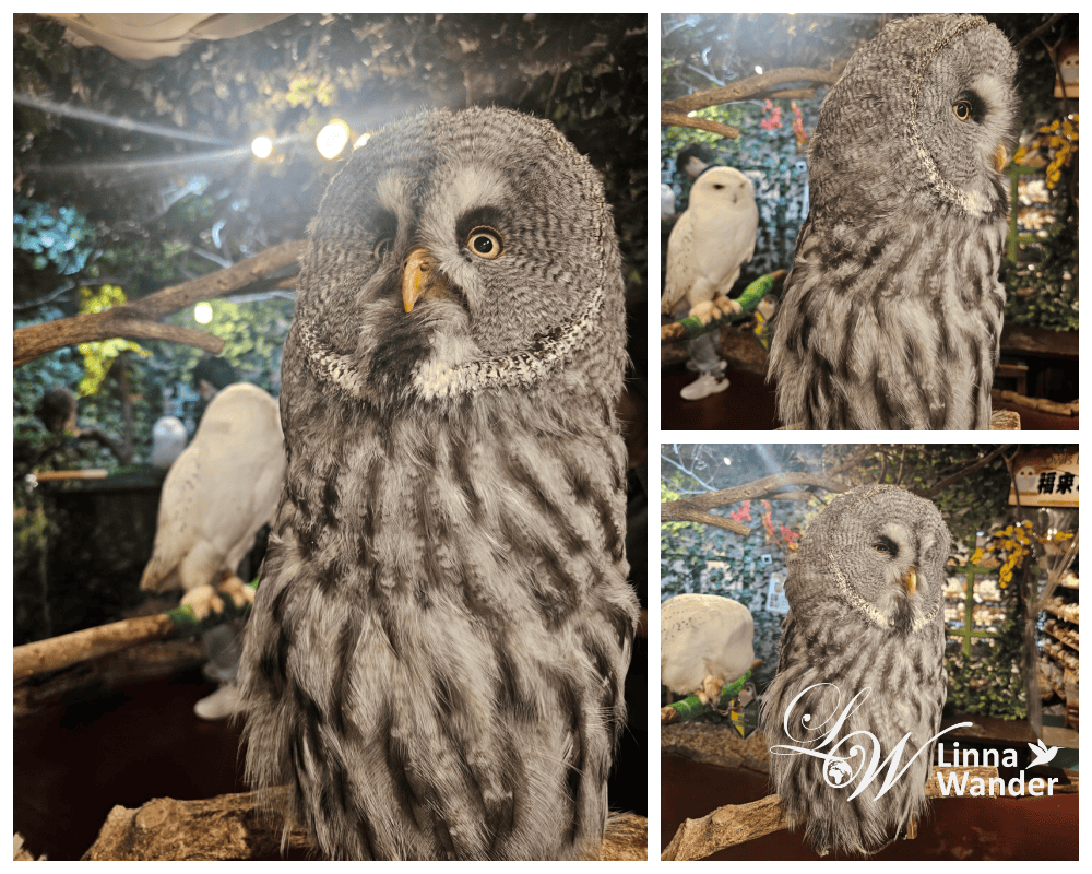 萌萌貓頭鷹體驗-京都貓頭鷹之森(京都のフクロウの森) - 第8張圖 萌萌貓頭鷹體驗-京都貓頭鷹之森(京都のフクロウの森)