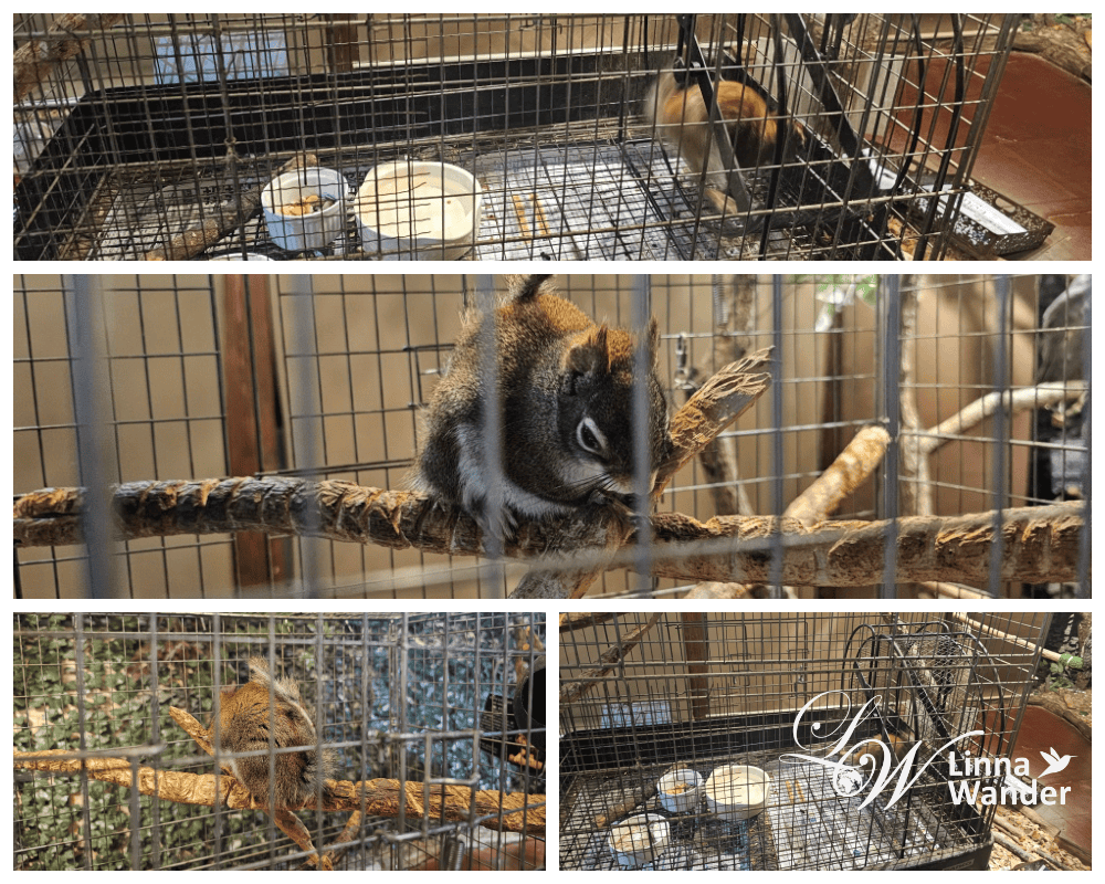 萌萌貓頭鷹體驗-京都貓頭鷹之森(京都のフクロウの森) - 第15張圖 萌萌貓頭鷹體驗-京都貓頭鷹之森(京都のフクロウの森)