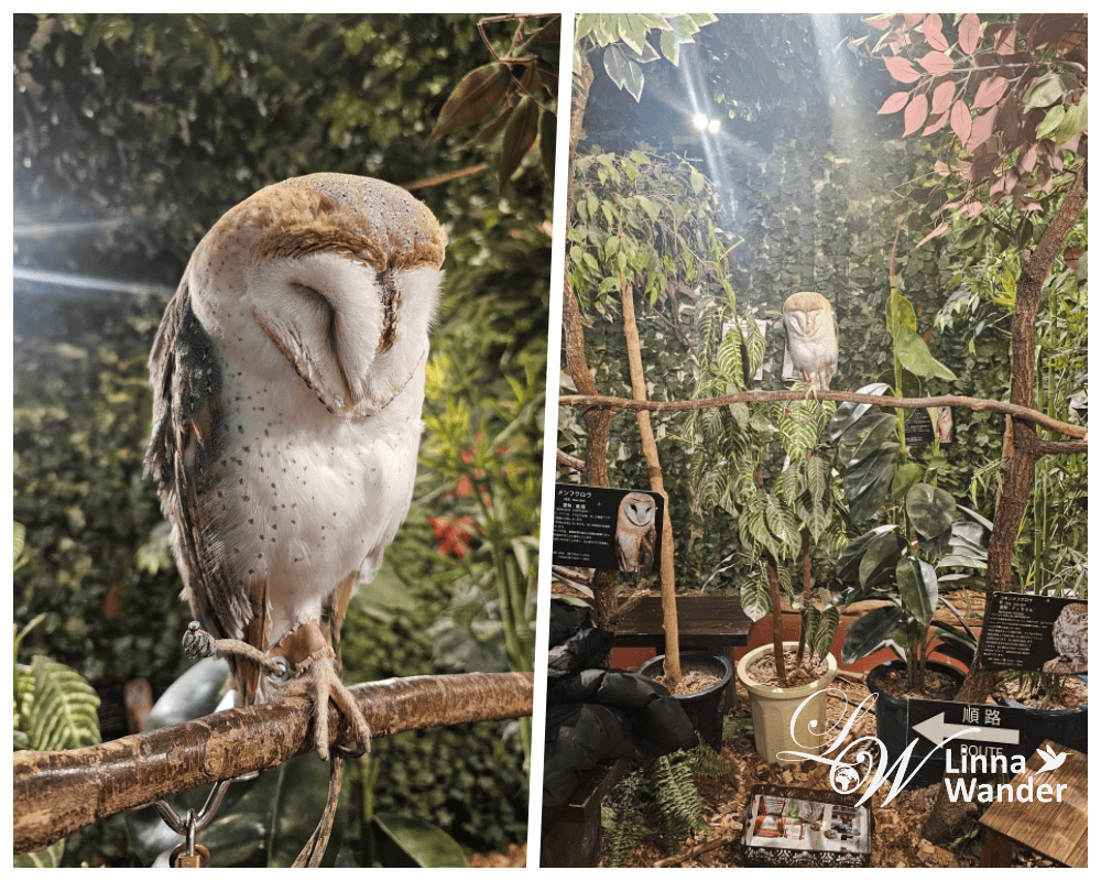 萌萌貓頭鷹體驗-京都貓頭鷹之森(京都のフクロウの森) - 第6張圖 萌萌貓頭鷹體驗-京都貓頭鷹之森(京都のフクロウの森)