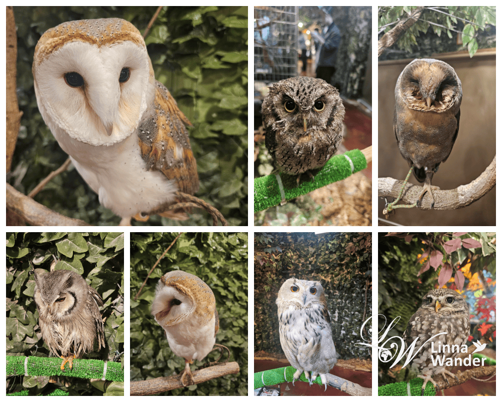萌萌貓頭鷹體驗-京都貓頭鷹之森(京都のフクロウの森) - 第5張圖 萌萌貓頭鷹體驗-京都貓頭鷹之森(京都のフクロウの森)