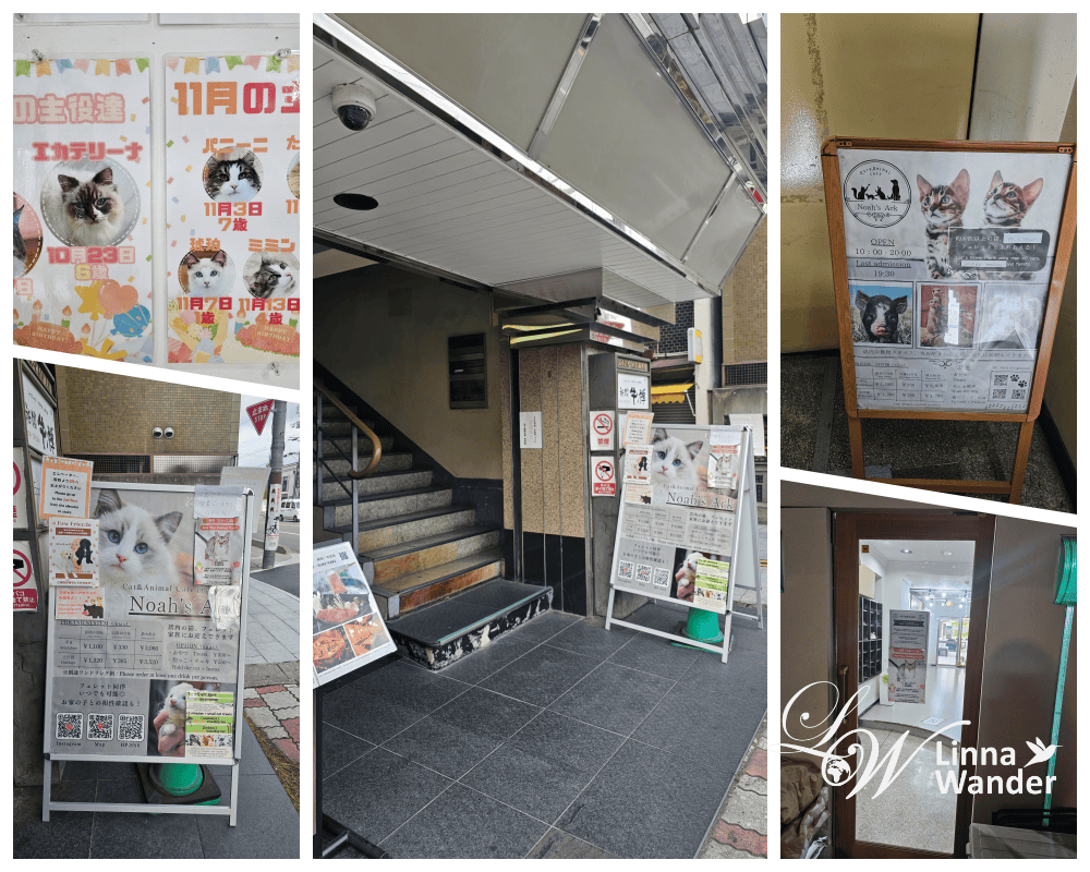 來被貓包圍吧!貓與動物咖啡館諾亞方舟(Cat&Animal Cafe Noah’s Ark 祇園店) - 第1張圖 來被貓包圍吧!貓與動物咖啡館諾亞方舟(Cat&Animal Cafe Noah’s Ark 祇園店)