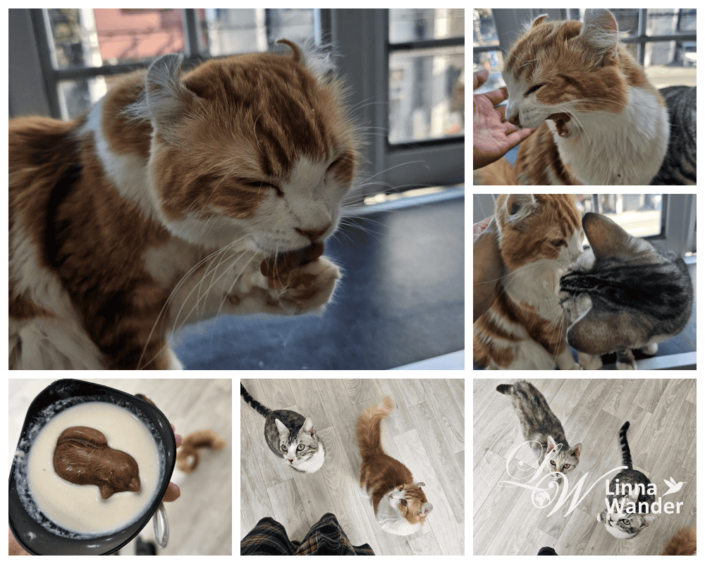 來被貓包圍吧!貓與動物咖啡館諾亞方舟(Cat&Animal Cafe Noah’s Ark 祇園店) - 第3張圖 來被貓包圍吧!貓與動物咖啡館諾亞方舟(Cat&Animal Cafe Noah’s Ark 祇園店)