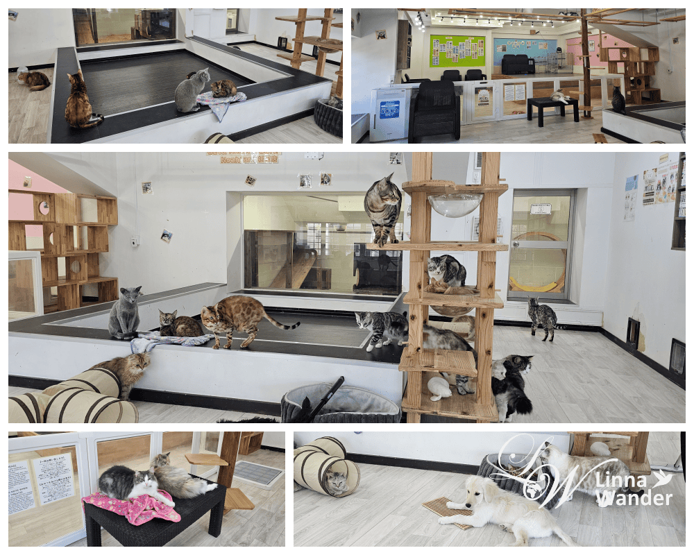 來被貓包圍吧!貓與動物咖啡館諾亞方舟(Cat&Animal Cafe Noah’s Ark 祇園店) - 第8張圖 來被貓包圍吧!貓與動物咖啡館諾亞方舟(Cat&Animal Cafe Noah’s Ark 祇園店)