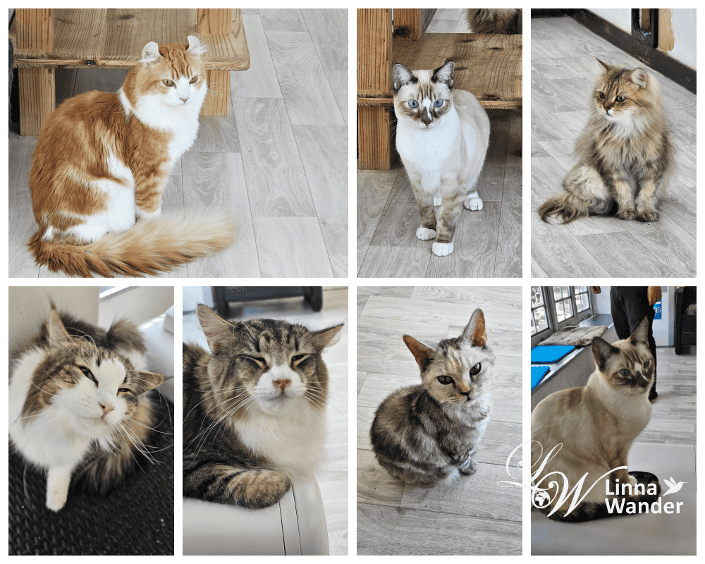 來被貓包圍吧!貓與動物咖啡館諾亞方舟(Cat&Animal Cafe Noah’s Ark 祇園店) - 第7張圖 來被貓包圍吧!貓與動物咖啡館諾亞方舟(Cat&Animal Cafe Noah’s Ark 祇園店)