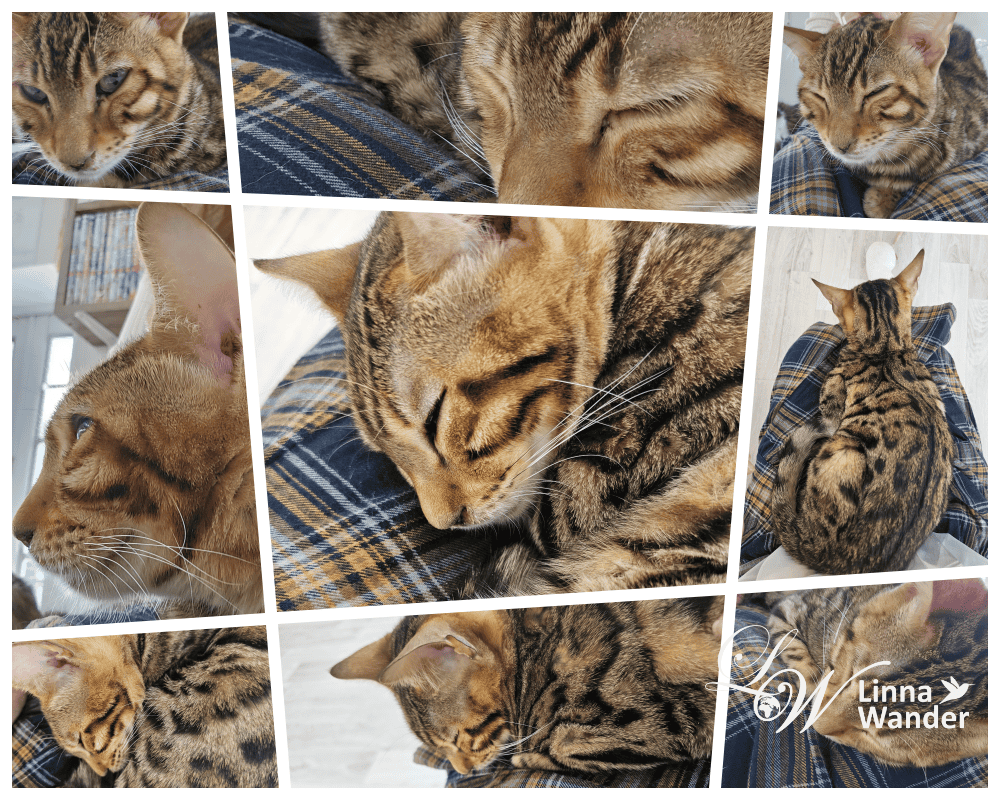 來被貓包圍吧!貓與動物咖啡館諾亞方舟(Cat&Animal Cafe Noah’s Ark 祇園店) - 第11張圖 來被貓包圍吧!貓與動物咖啡館諾亞方舟(Cat&Animal Cafe Noah’s Ark 祇園店)