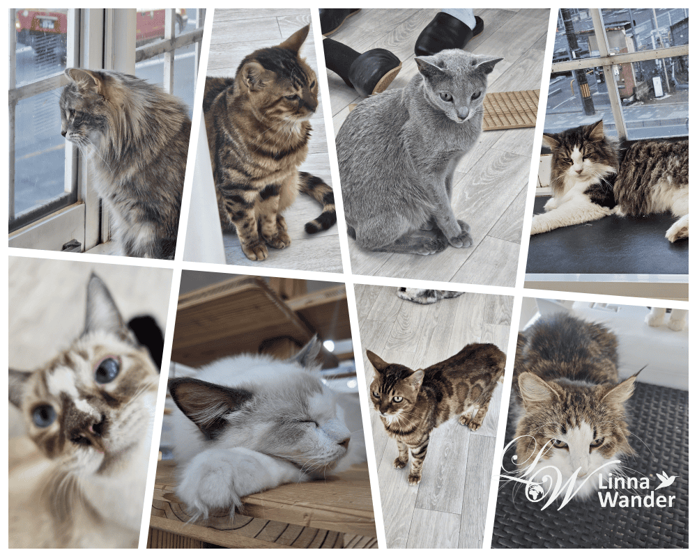 來被貓包圍吧!貓與動物咖啡館諾亞方舟(Cat&Animal Cafe Noah’s Ark 祇園店) - 第6張圖 來被貓包圍吧!貓與動物咖啡館諾亞方舟(Cat&Animal Cafe Noah’s Ark 祇園店)