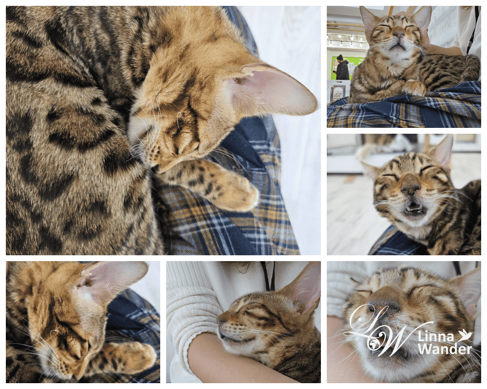 來被貓包圍吧!貓與動物咖啡館諾亞方舟(Cat&Animal Cafe Noah’s Ark 祇園店) - 第12張圖 來被貓包圍吧!貓與動物咖啡館諾亞方舟(Cat&Animal Cafe Noah’s Ark 祇園店)