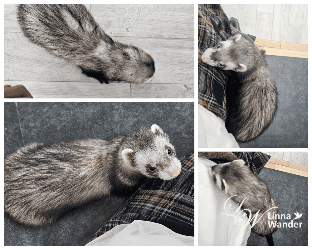 來被貓包圍吧!貓與動物咖啡館諾亞方舟(Cat&Animal Cafe Noah’s Ark 祇園店) - 第16張圖 來被貓包圍吧!貓與動物咖啡館諾亞方舟(Cat&Animal Cafe Noah’s Ark 祇園店)