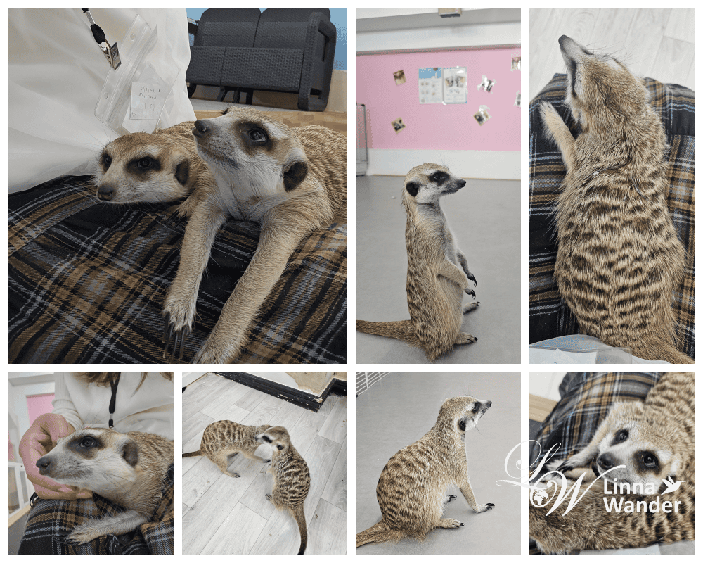 來被貓包圍吧!貓與動物咖啡館諾亞方舟(Cat&Animal Cafe Noah’s Ark 祇園店) - 第21張圖 來被貓包圍吧!貓與動物咖啡館諾亞方舟(Cat&Animal Cafe Noah’s Ark 祇園店)