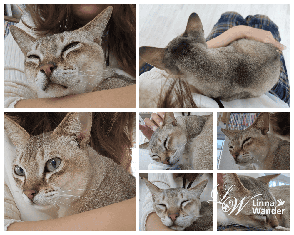來被貓包圍吧!貓與動物咖啡館諾亞方舟(Cat&Animal Cafe Noah’s Ark 祇園店) - 第25張圖 來被貓包圍吧!貓與動物咖啡館諾亞方舟(Cat&Animal Cafe Noah’s Ark 祇園店)