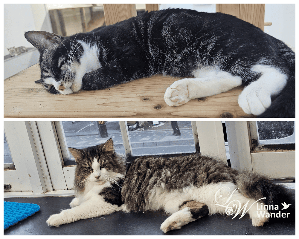來被貓包圍吧!貓與動物咖啡館諾亞方舟(Cat&Animal Cafe Noah’s Ark 祇園店) - 第27張圖 來被貓包圍吧!貓與動物咖啡館諾亞方舟(Cat&Animal Cafe Noah’s Ark 祇園店)