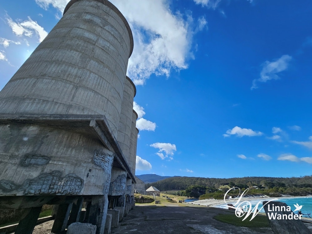 Tasmania-來去瑪麗亞島Maria Island找袋熊！