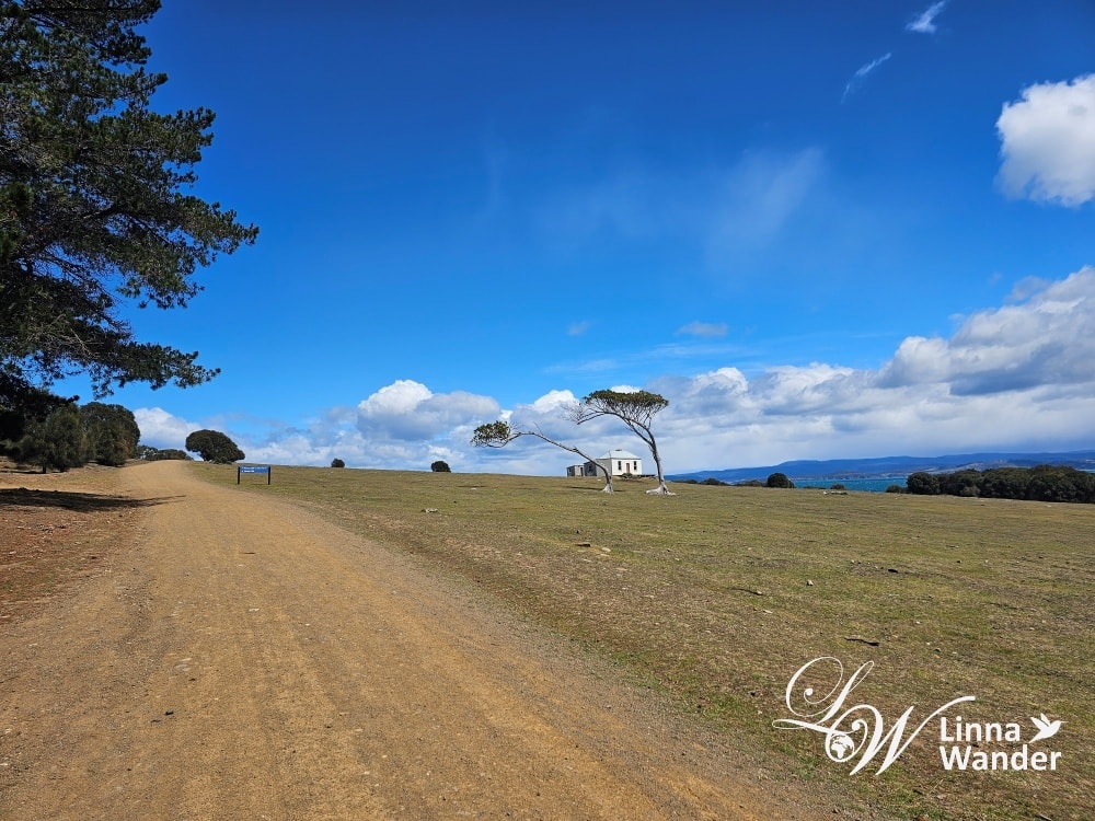 Tasmania-來去瑪麗亞島Maria Island找袋熊！
