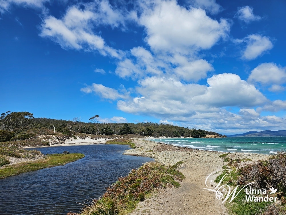 Tasmania-來去瑪麗亞島Maria Island找袋熊！