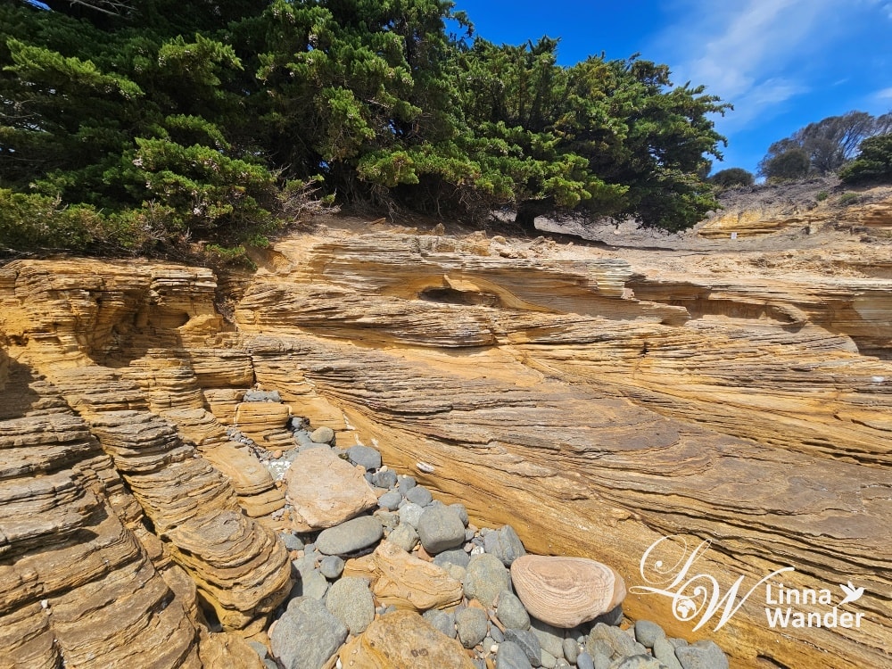 Tasmania-來去瑪麗亞島Maria Island找袋熊！