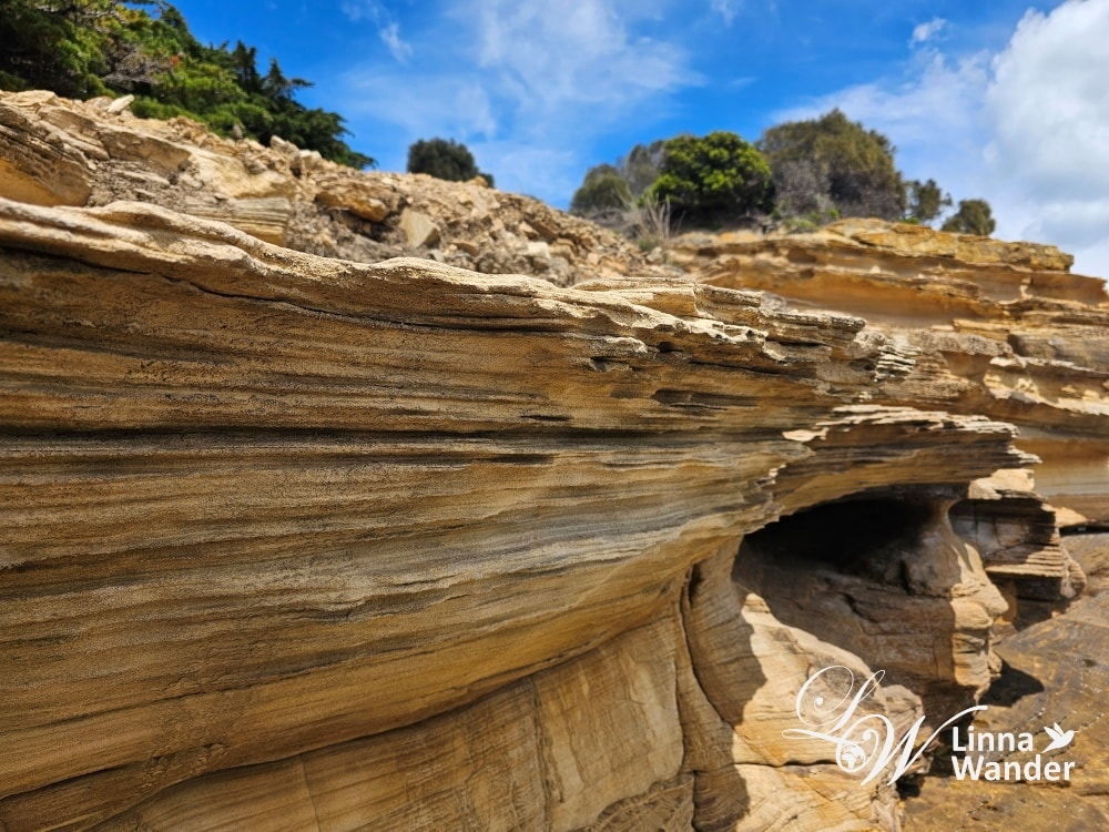 Tasmania-來去瑪麗亞島Maria Island找袋熊！