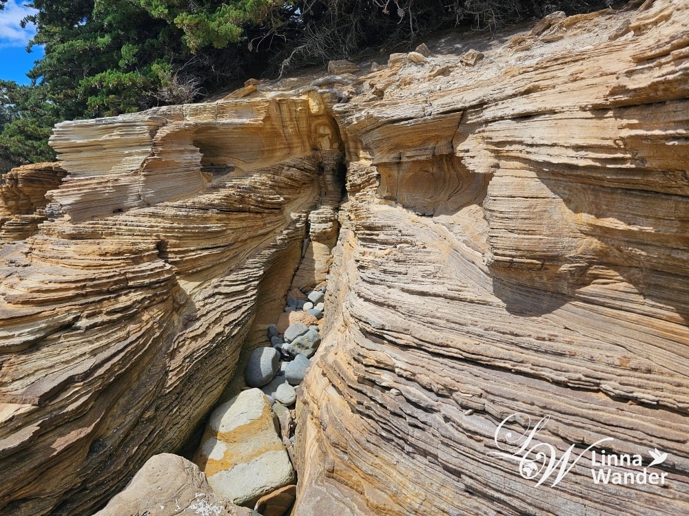 Tasmania-來去瑪麗亞島Maria Island找袋熊！