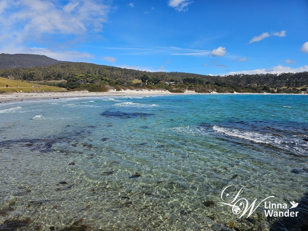 Tasmania-來去瑪麗亞島Maria Island找袋熊！