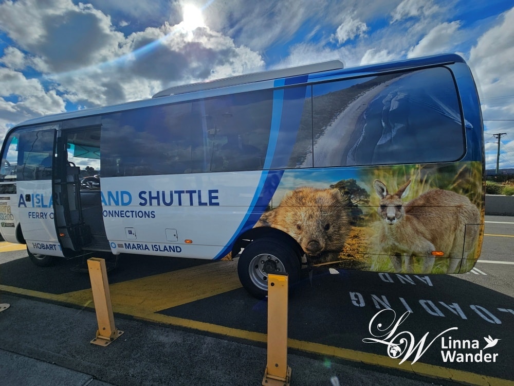 Tasmania-來去瑪麗亞島Maria Island找袋熊！