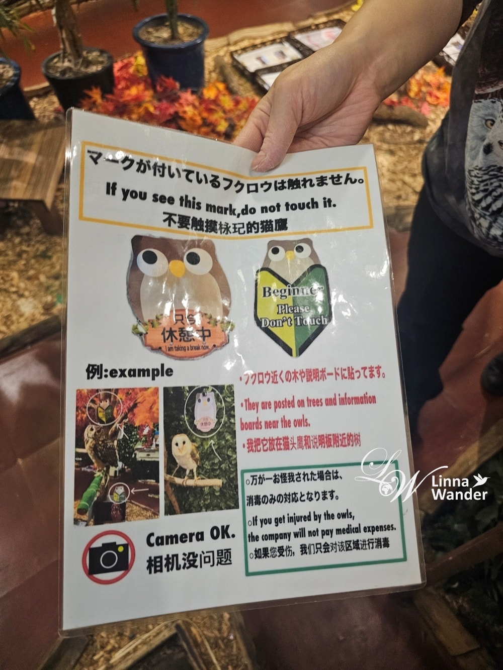萌萌貓頭鷹體驗-京都貓頭鷹之森(京都のフクロウの森) - 第2張圖 萌萌貓頭鷹體驗-京都貓頭鷹之森(京都のフクロウの森)