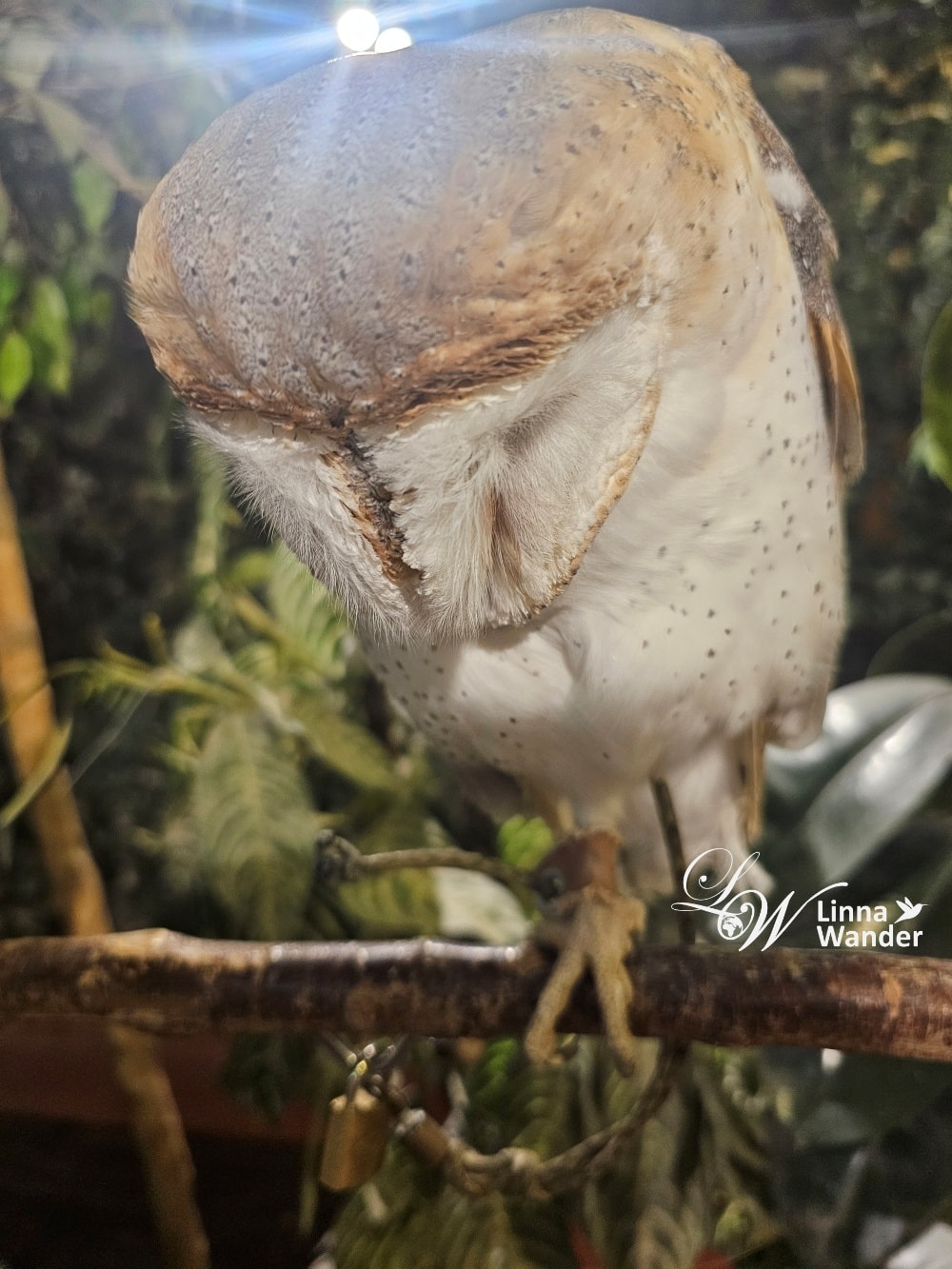萌萌貓頭鷹體驗-京都貓頭鷹之森(京都のフクロウの森) - 第13張圖 萌萌貓頭鷹體驗-京都貓頭鷹之森(京都のフクロウの森)
