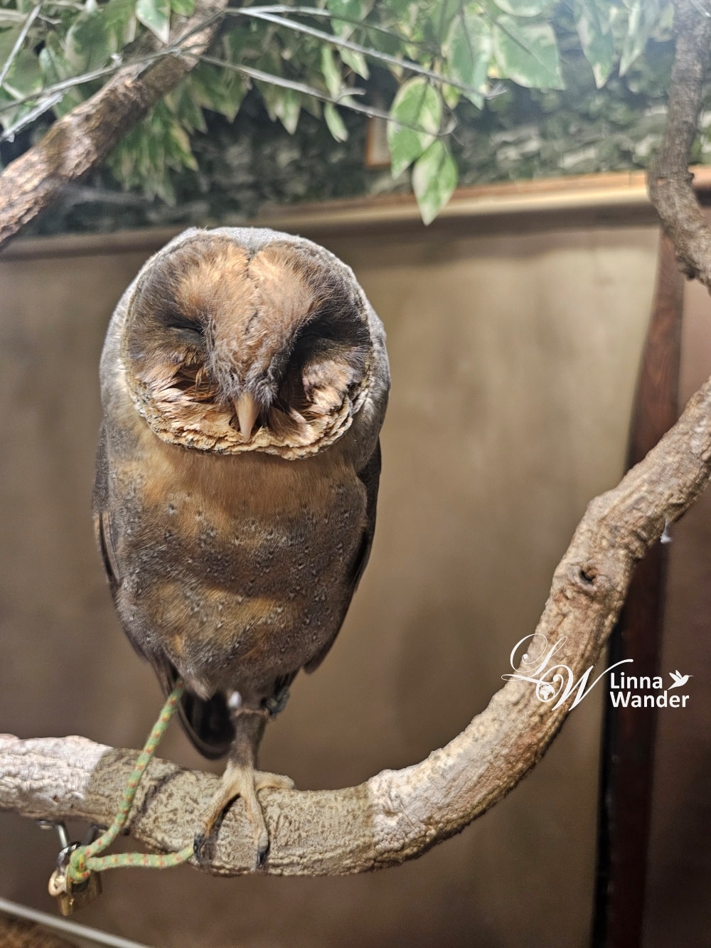 萌萌貓頭鷹體驗-京都貓頭鷹之森(京都のフクロウの森) - 第14張圖 萌萌貓頭鷹體驗-京都貓頭鷹之森(京都のフクロウの森)
