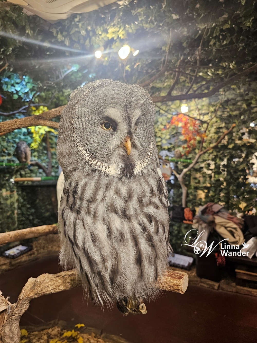 萌萌貓頭鷹體驗-京都貓頭鷹之森(京都のフクロウの森) - 第7張圖 萌萌貓頭鷹體驗-京都貓頭鷹之森(京都のフクロウの森)