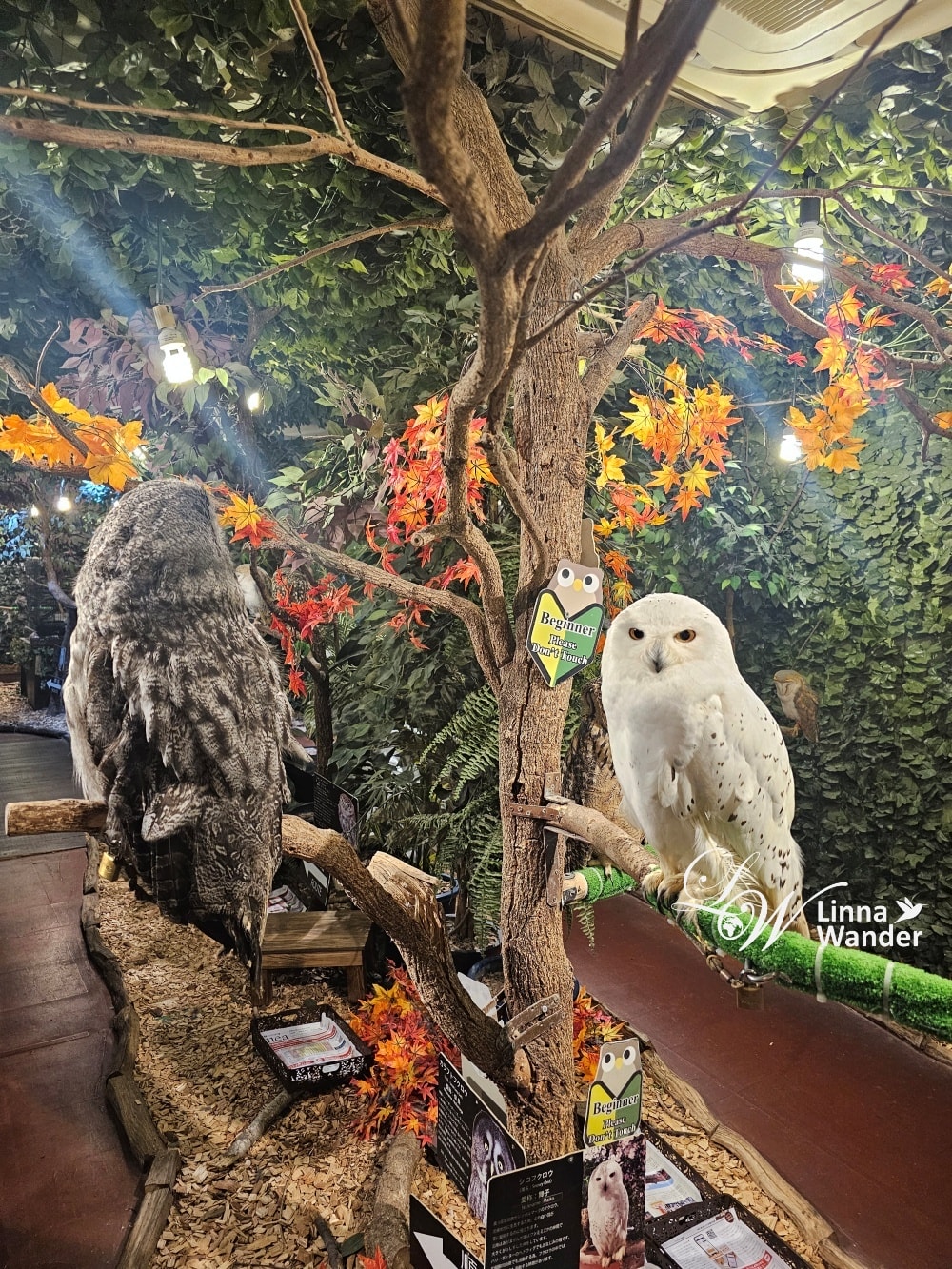 萌萌貓頭鷹體驗-京都貓頭鷹之森(京都のフクロウの森) - 第9張圖 萌萌貓頭鷹體驗-京都貓頭鷹之森(京都のフクロウの森)